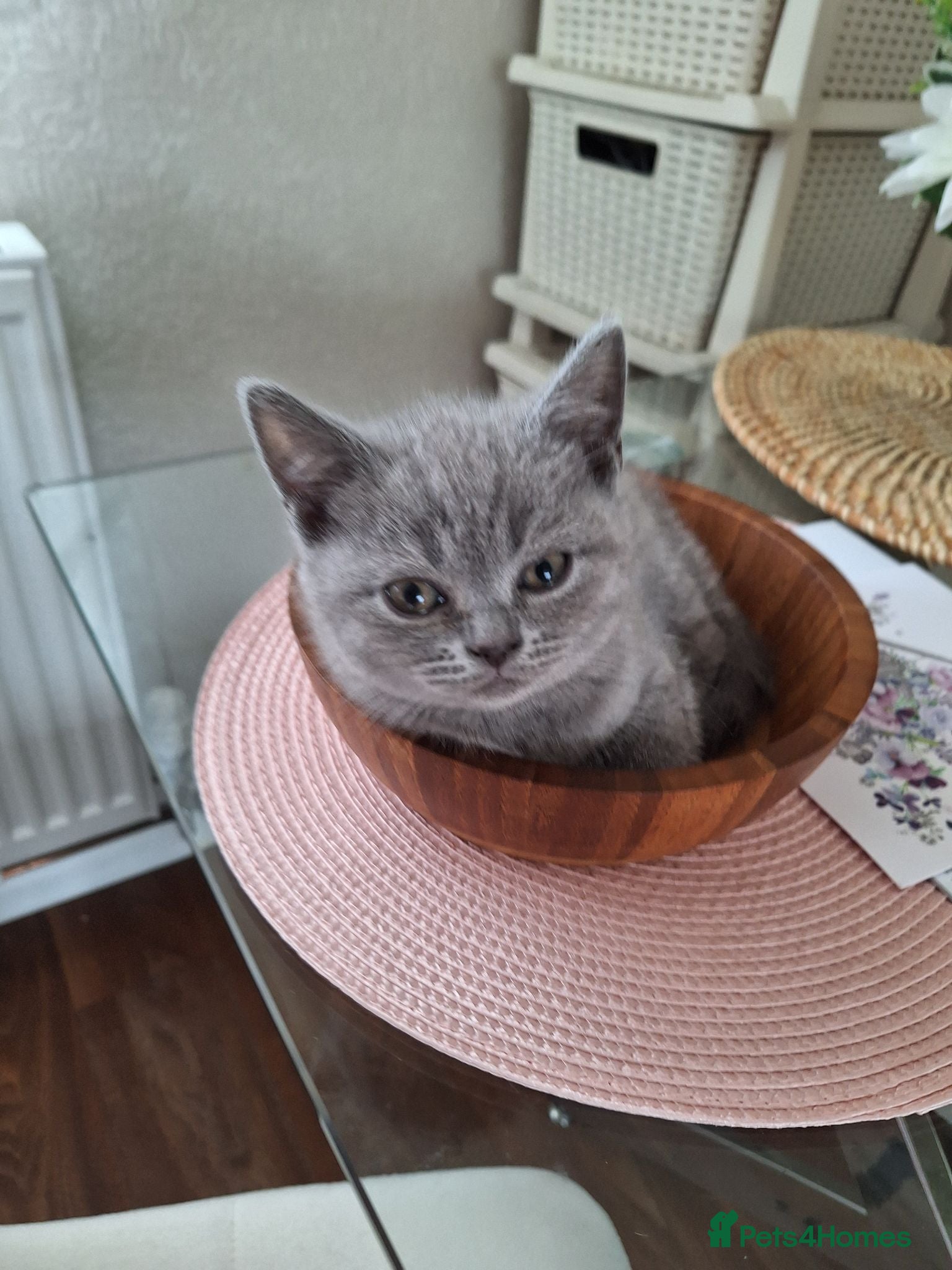Scottish Fold cats Scotish fold kittens for sale - Advert 2