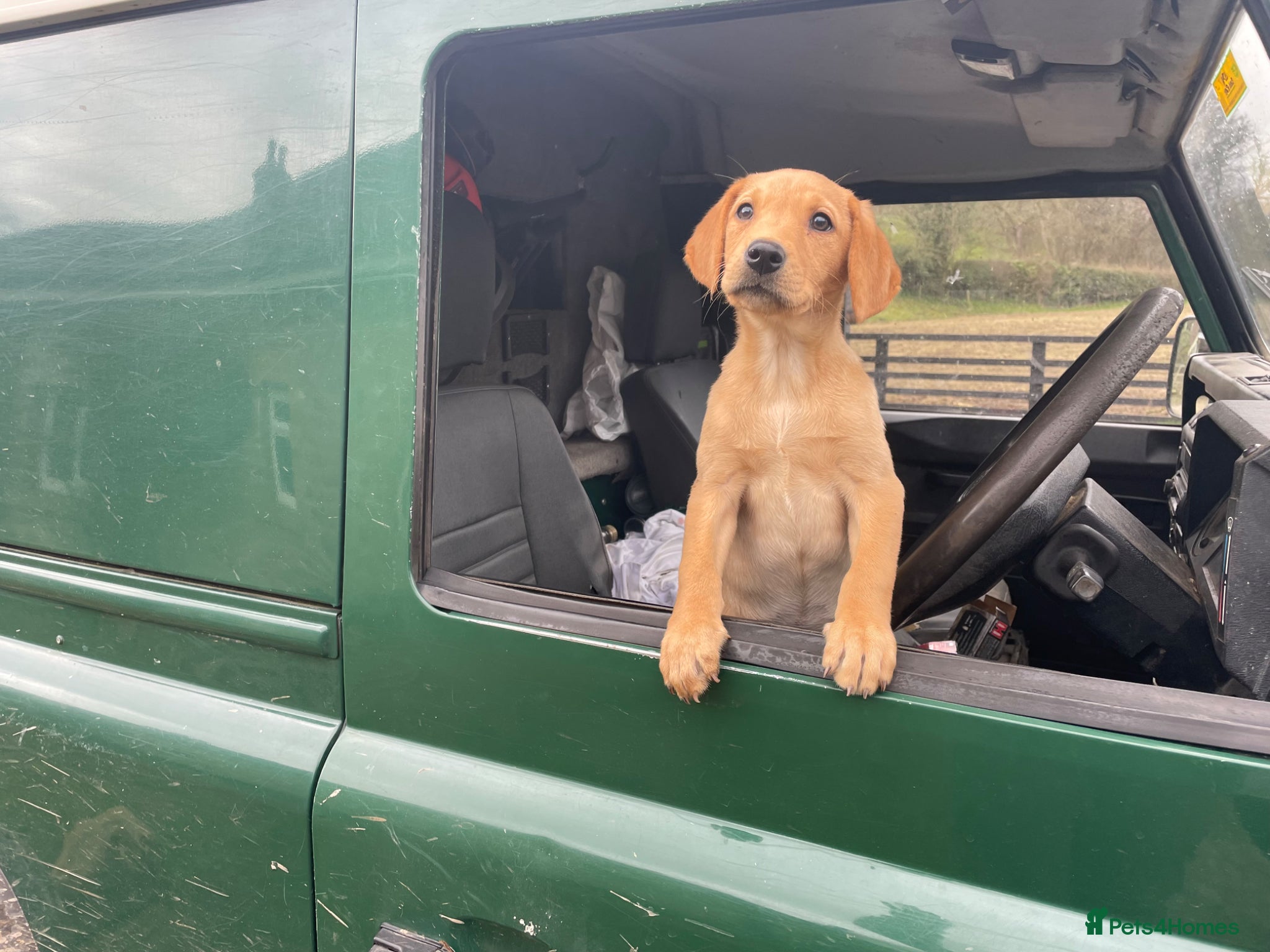 Labrador Retriever dogs KC Reg Labrador bitch  - Advert 7