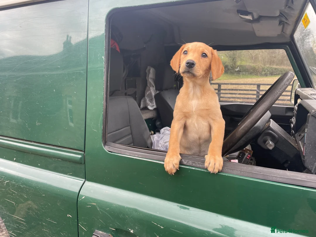 Labrador Retriever dogs for sale: KC Reg Labrador bitch  - Advert 2