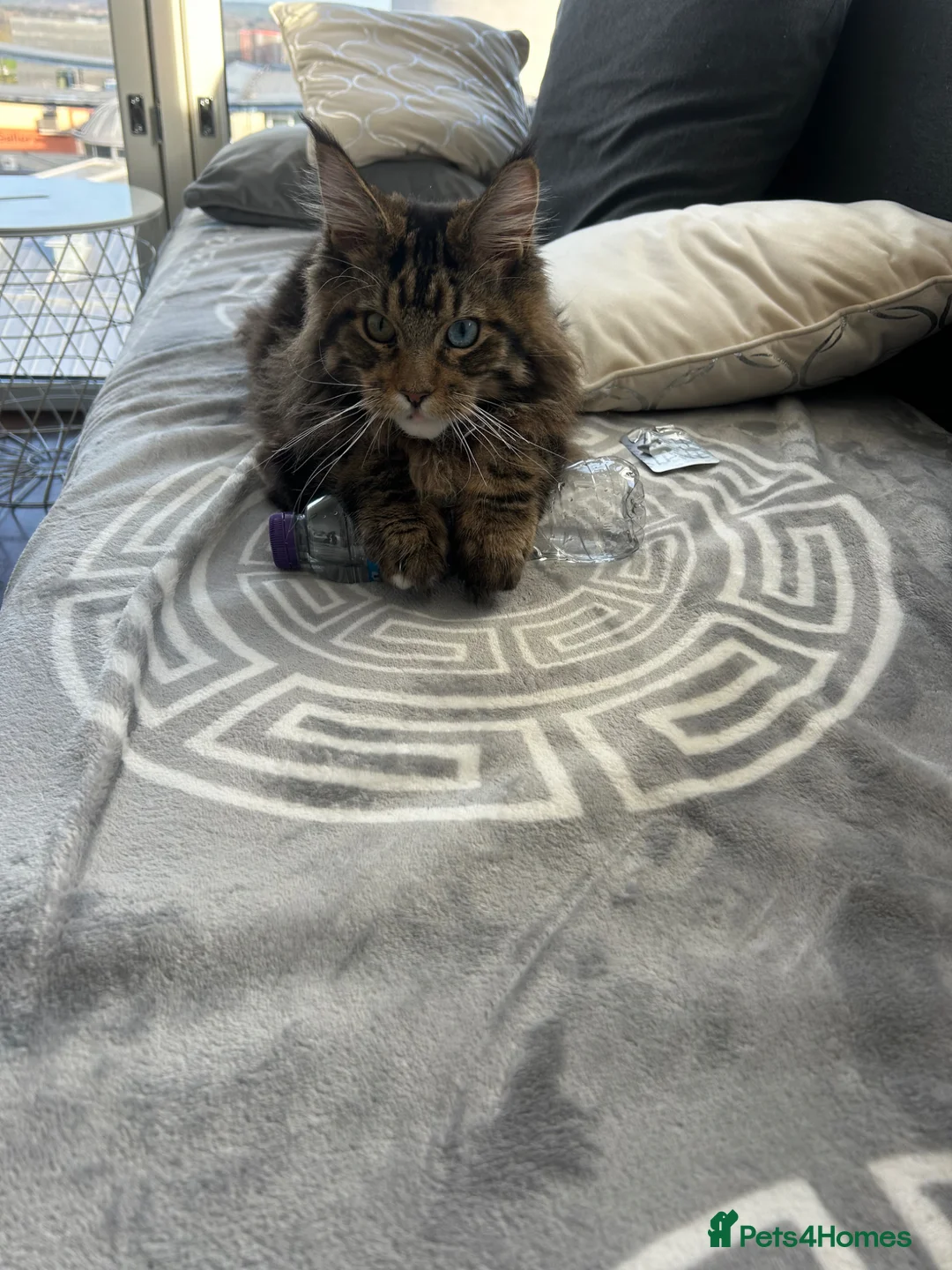 Maine Coon cats for sale: Loving Temporary Home Needed for My Maine Coon in Milton Keynes - Advert 2