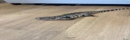 Monitor reptiles for sale: Blue tegu  - Advert 3
