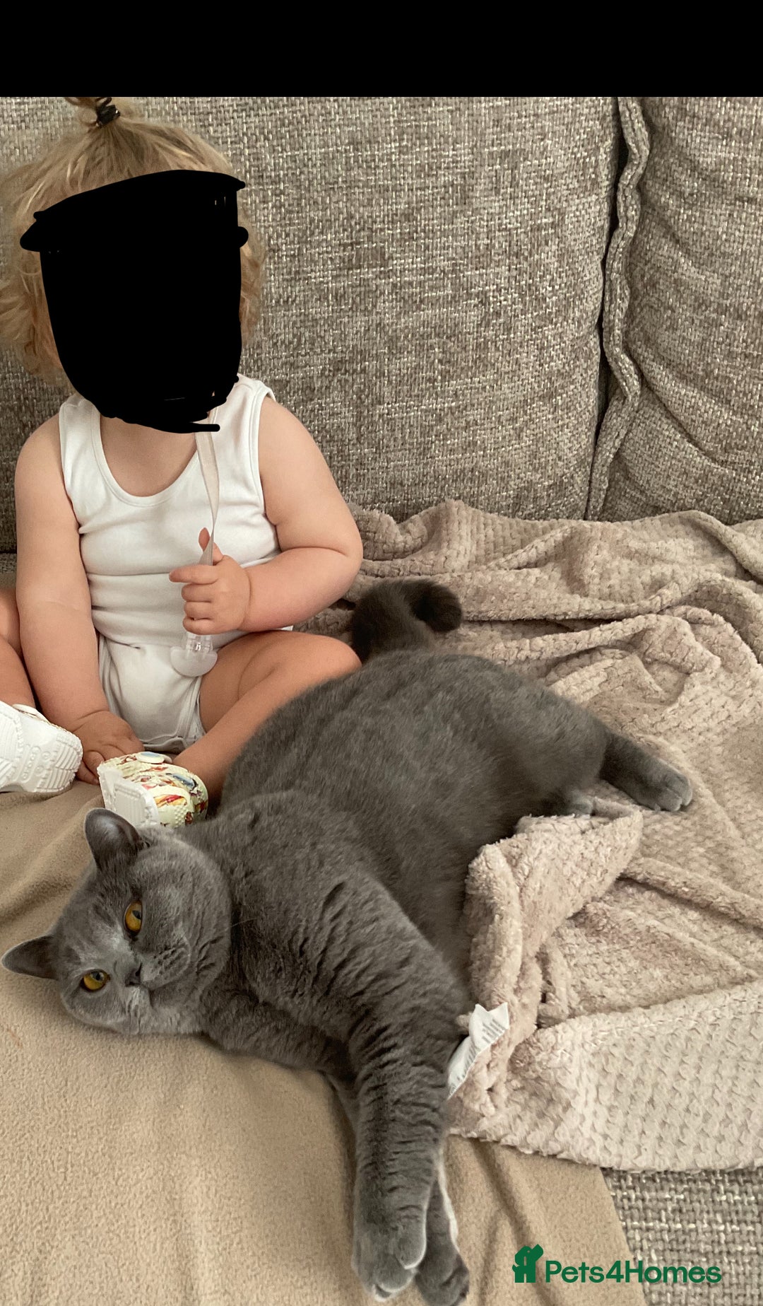 British Shorthair cats for sale: Belles Champion Bloodline BSH Kittens !! 😻 - Image 4