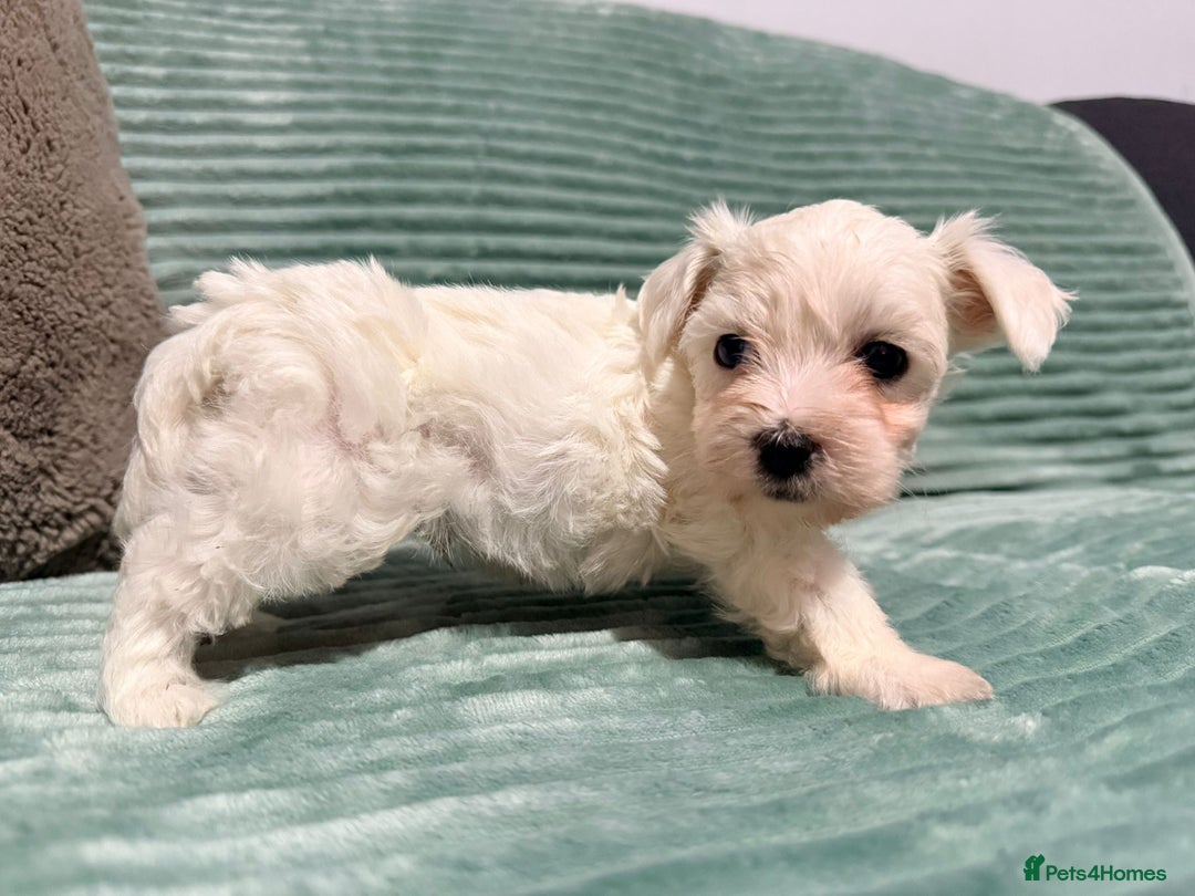 Bichon Frise dogs for sale: Pure BREED Bichon Frise - Advert 10