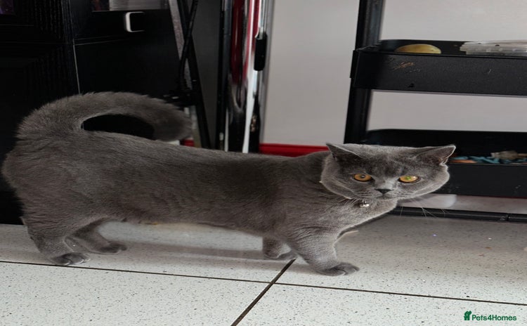 British Shorthair cats - Advert 4