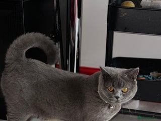 British Shorthair cats - Advert 25