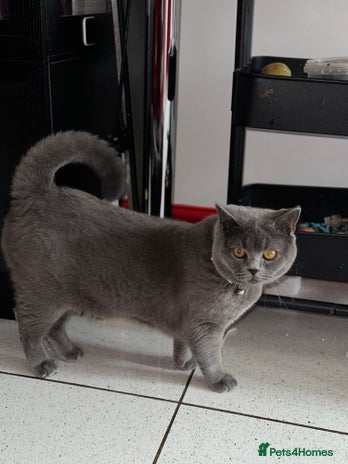 British Shorthair cats - Advert 15