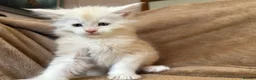 Maine Coon cats for sale: TICA Maine coon Kittens Smoke/Silver - Advert 5