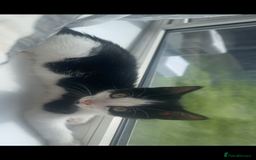 Mixed Breed cats for sale: 11 week old kitten for sale - Image 3