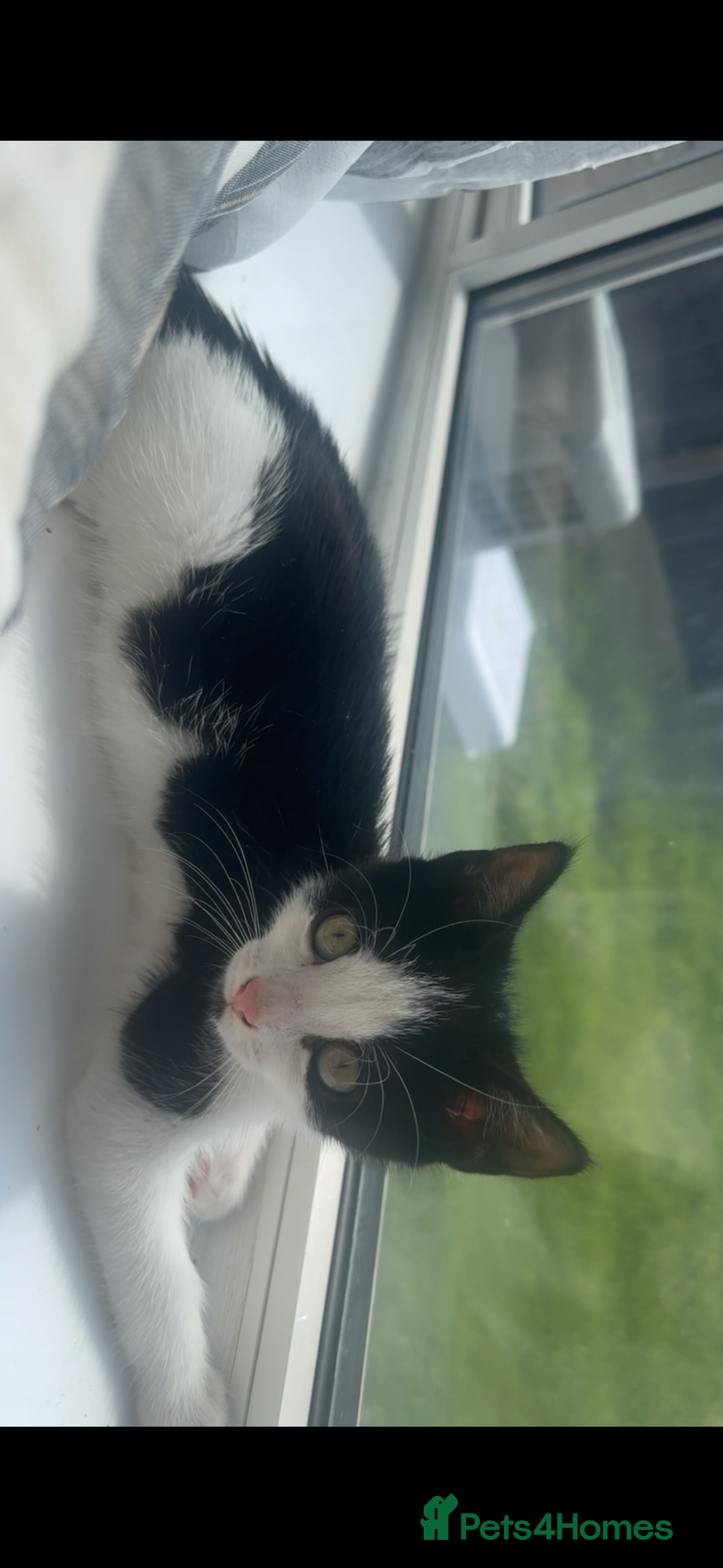 Mixed Breed cats for sale: 11 week old kitten for sale - Image 3