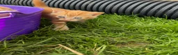Domestic Shorthair cats for sale: Three ginger male kittens for sale  - Advert 6