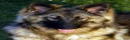 German Shepherd dogs for sale: Chunky, Long Coated German Shepherds - Advert 25