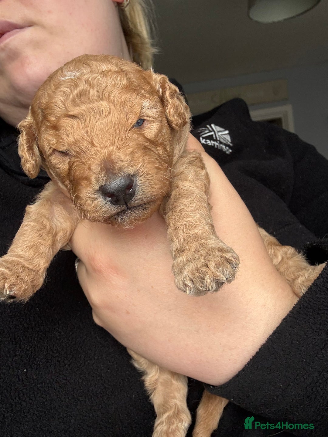 Cockapoo dogs for sale: Cockapoo Puppies For Sale  - Advert 26