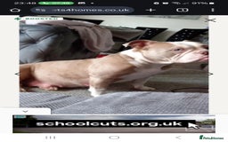 Old Tyme Bulldog dogs for sale: Male Lilac merle old tyme bulldog - Image 14