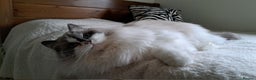 Ragdoll cats for sale: Loving Ragdoll girl for sale - Advert 2