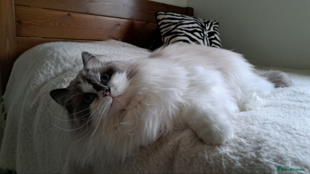 Ragdoll cats for sale: Loving Ragdoll girl for sale - Advert 2