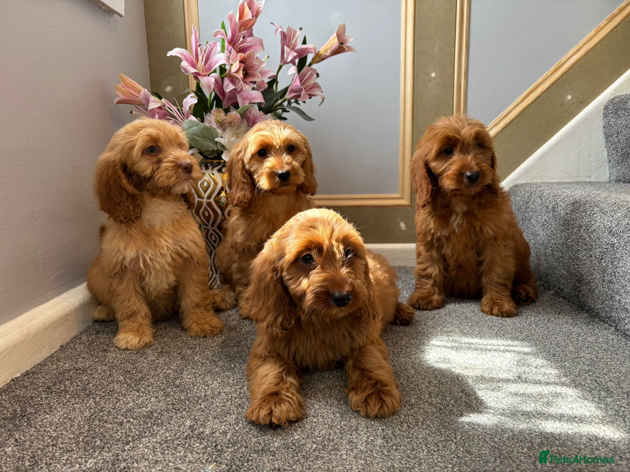 Cockapoo dogs Cockapoo Puppies  FULLY VACCINATED  - Advert 2