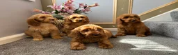 Cockapoo dogs for sale: Cockapoo Puppies LAST GIRL   FULLY VACCINATED  - Advert 3