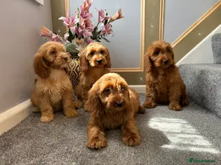 Cockapoo dogs Cockapoo Puppies FULLY VACCINATED - Advert 2
