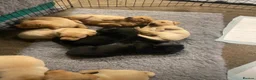 Labrador Retriever dogs for sale: Labrador Retreiver pups  in Bishop Auckland - Advert 4