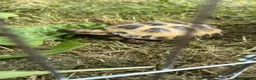 Tortoise reptiles for sale: Horsfield tortoise in Stockton-on-Tees - Advert 6