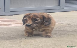 Miniature Dachshund dogs for sale: Miniature Longhaired Dachshund Puppies  - Image 6