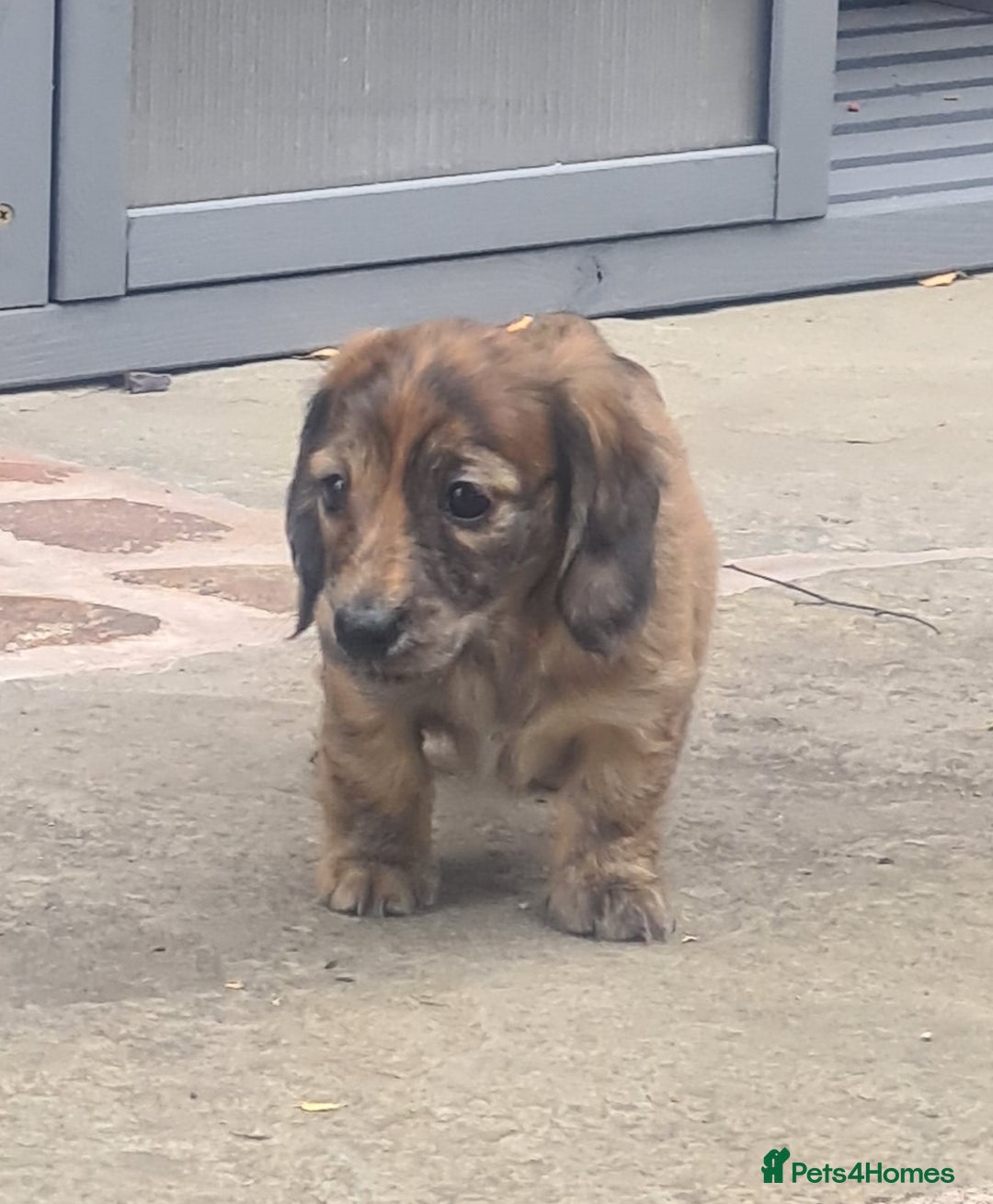 Miniature Dachshund dogs for sale: Miniature Longhaired Dachshund Puppies  - Image 6