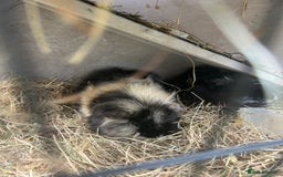 Guinea Pig rodents for sale: 2 bonded Male Guinea Pigs - Image 3