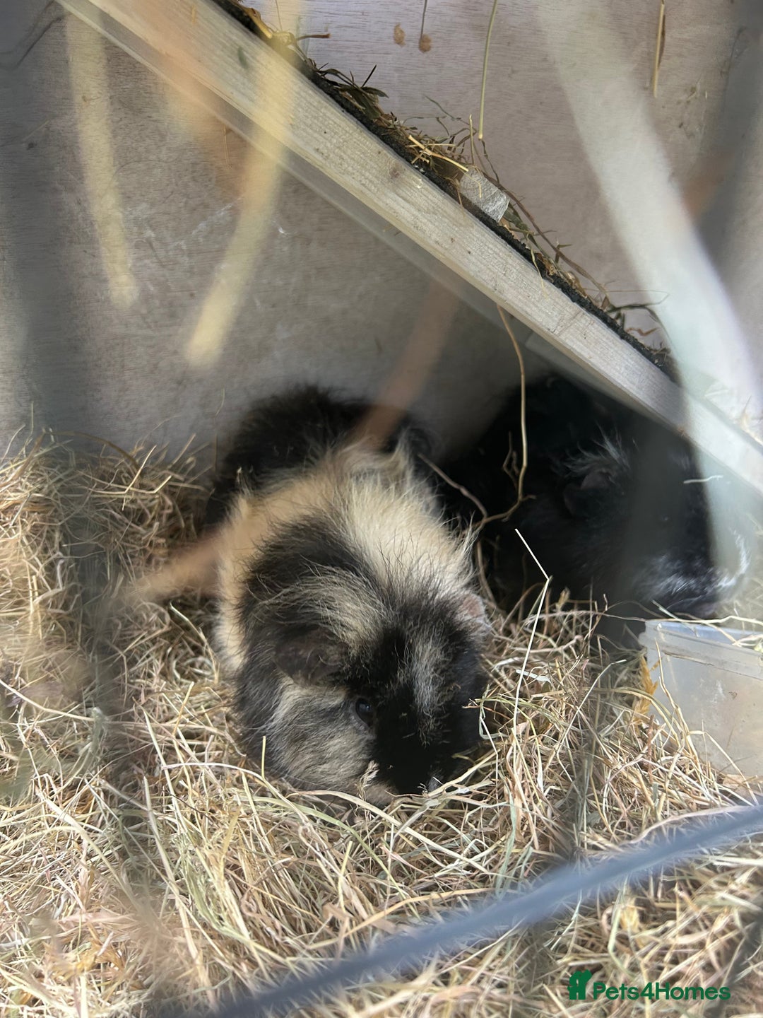 Guinea Pig rodents for sale: 2 bonded Male Guinea Pigs - Image 3