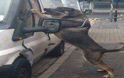 Mastiff dogs for sale: Serbian defense dogs  - Image 6