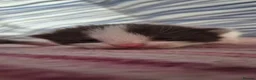 Mixed Breed cats for sale: Gorgeous mixed breed kittens! in Reading - Advert 23
