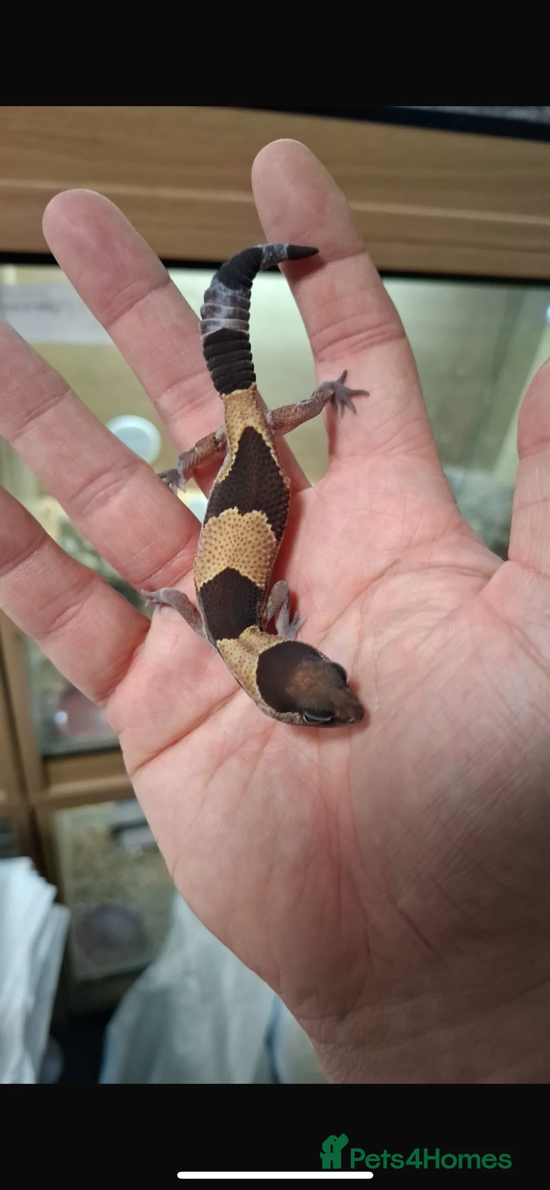 Gecko reptiles for sale: African fat tailed gecko - Advert 2