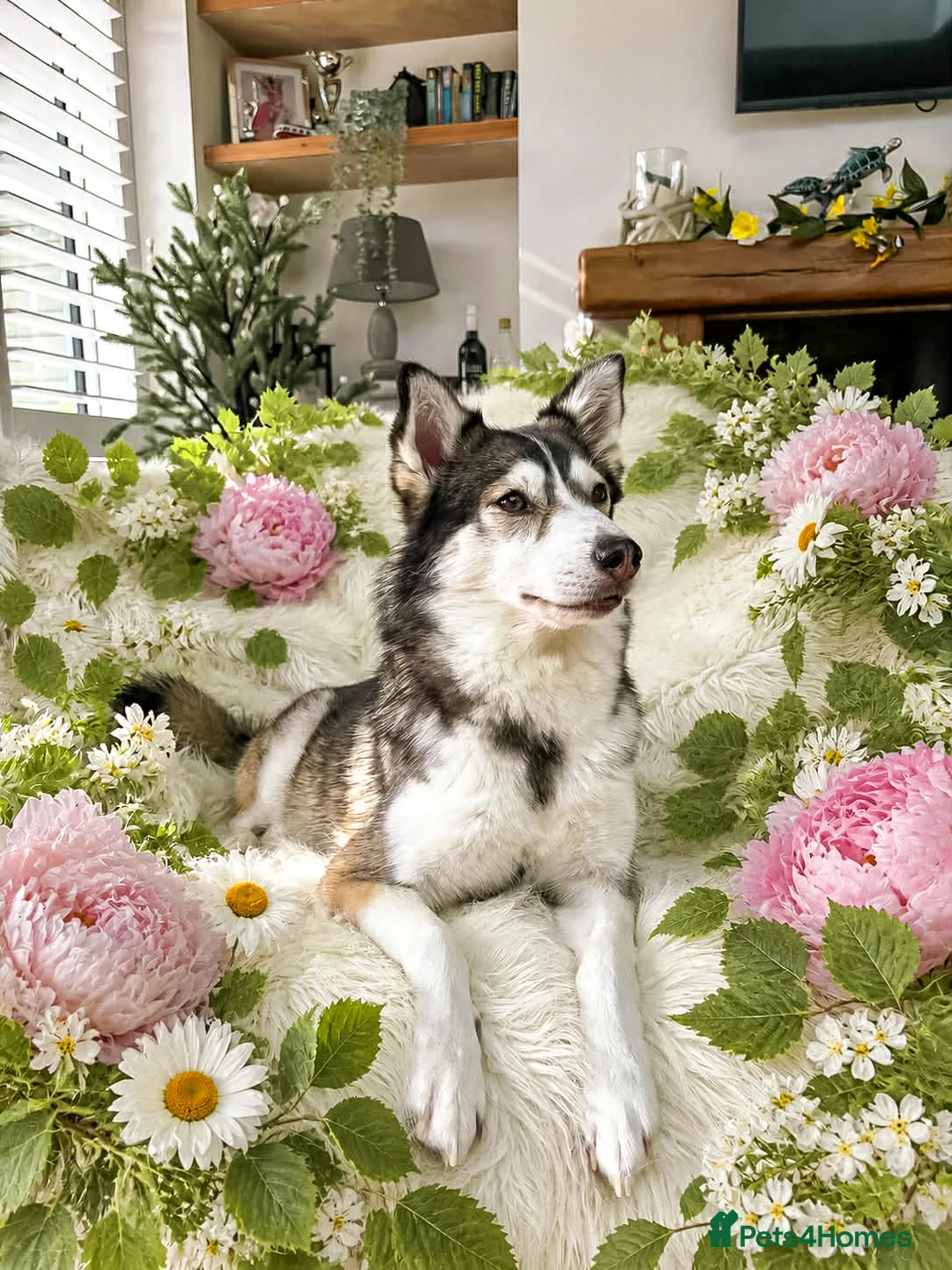 Pomsky dogs for sale: FIVE STUNNING POMSKY PUPPIES  - Advert 2