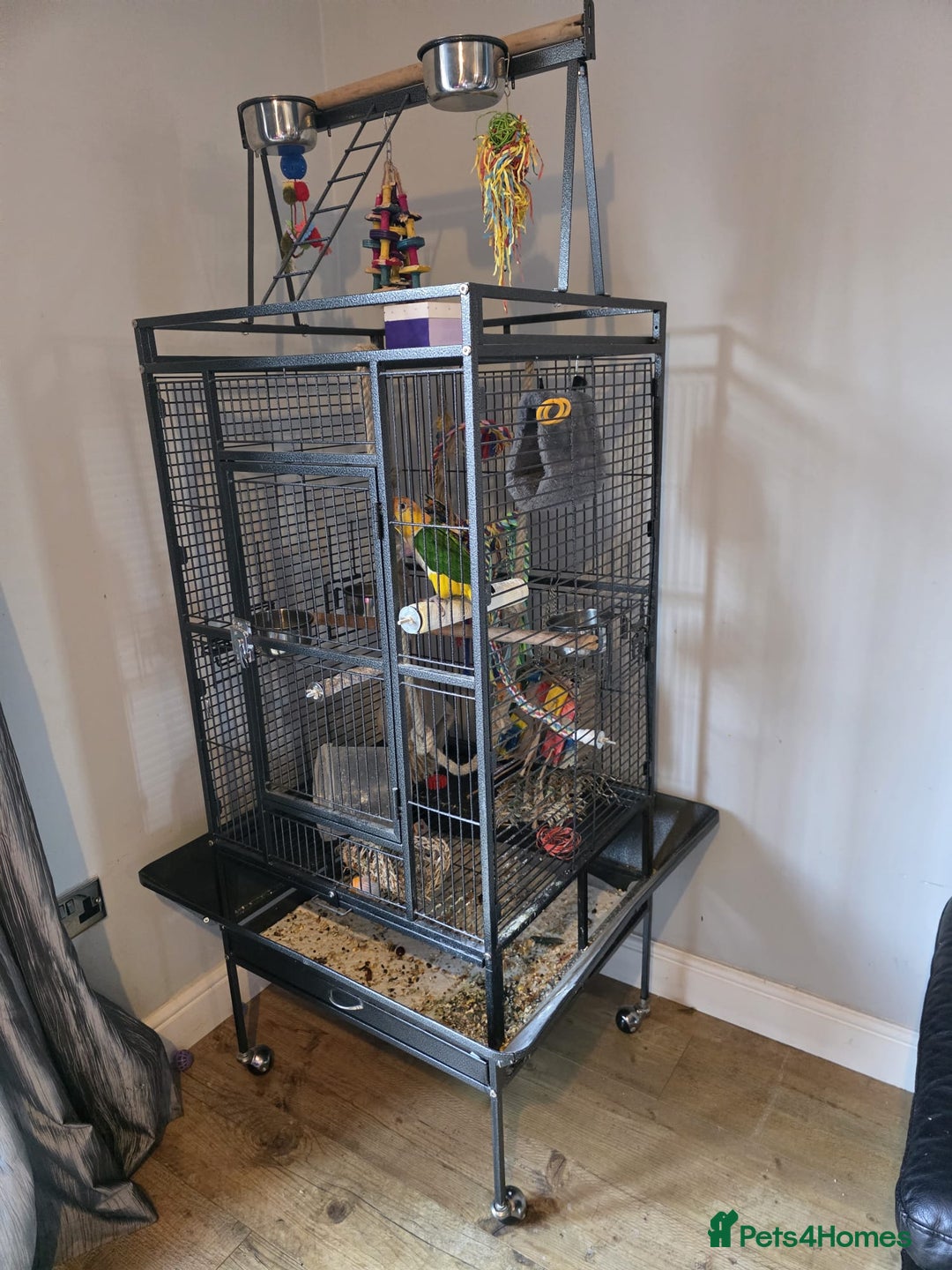 Parrots birds for sale: Handreared Yellow Thighed Caique - Image 7