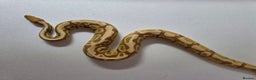 Snake reptiles for sale: Ball pythons  - Advert 7