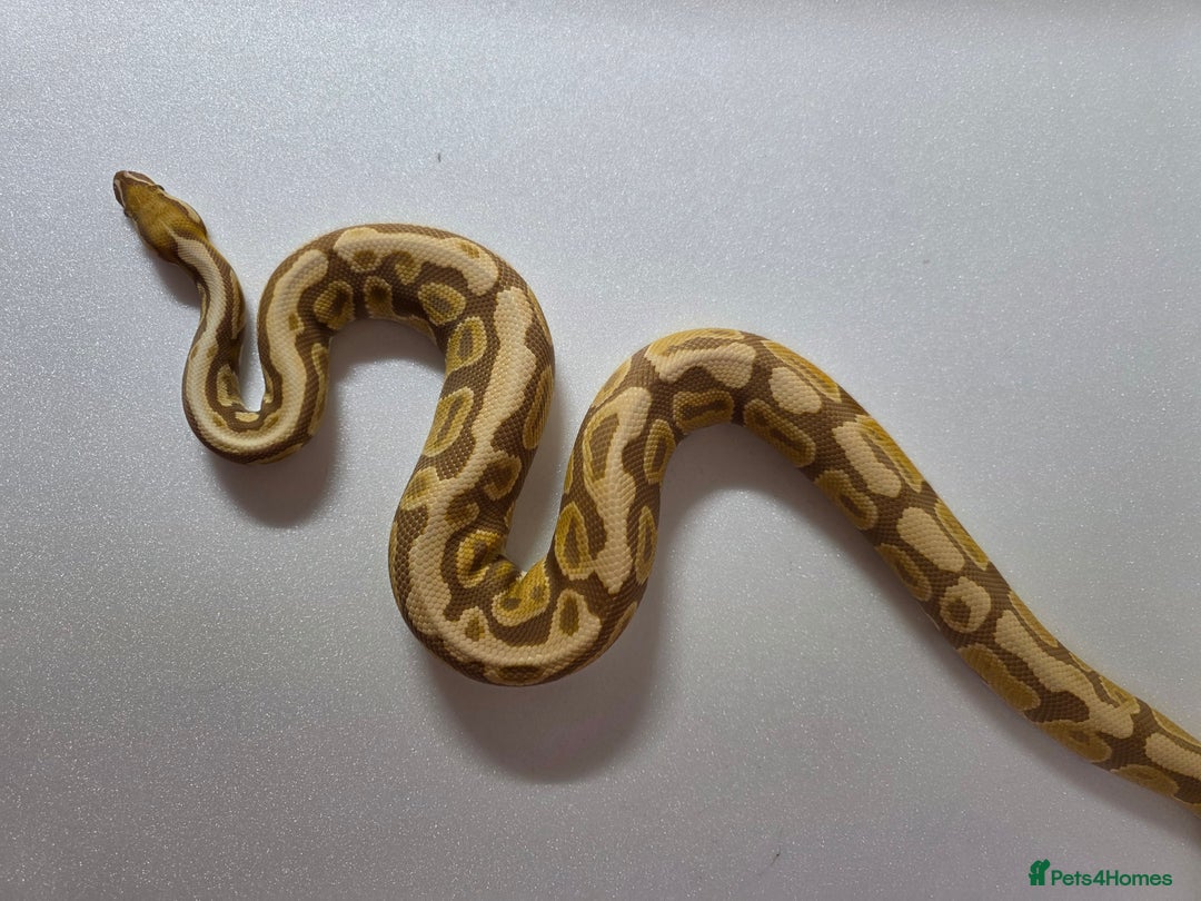 Snake reptiles for sale: Ball pythons  - Advert 7