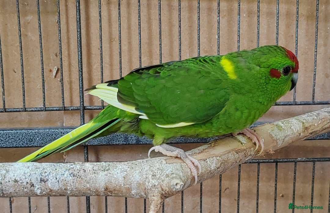 Cockatiels birds for sale: Cockatiels and Kakariki - Image 15