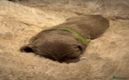 Weimaraner dogs for sale:  KC Reg Weimaraner Pups from Champion Bloodlines ✨ - Image 12