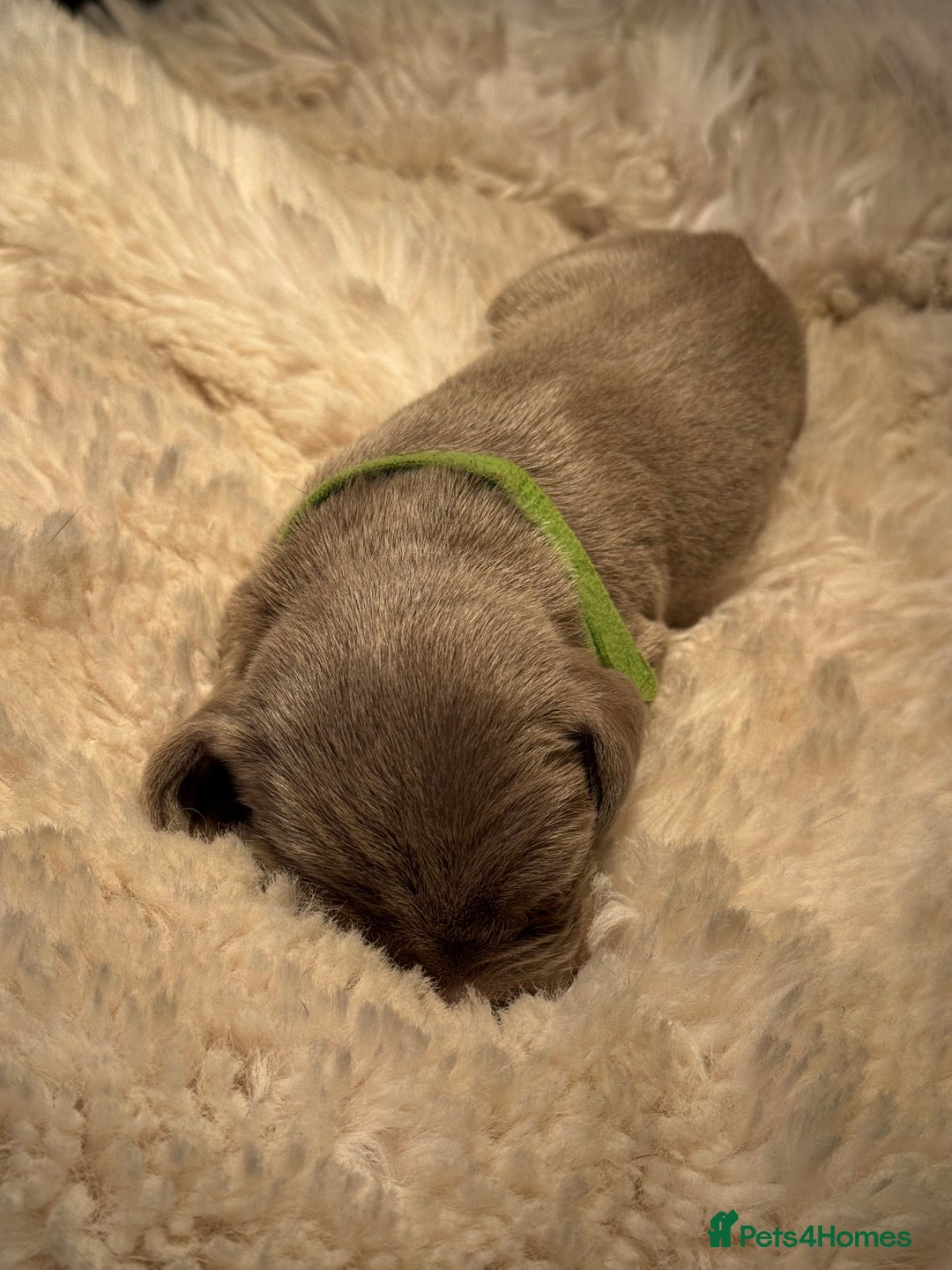 Weimaraner dogs for sale:  KC Reg Weimaraner Pups from Champion Bloodlines ✨ - Image 12