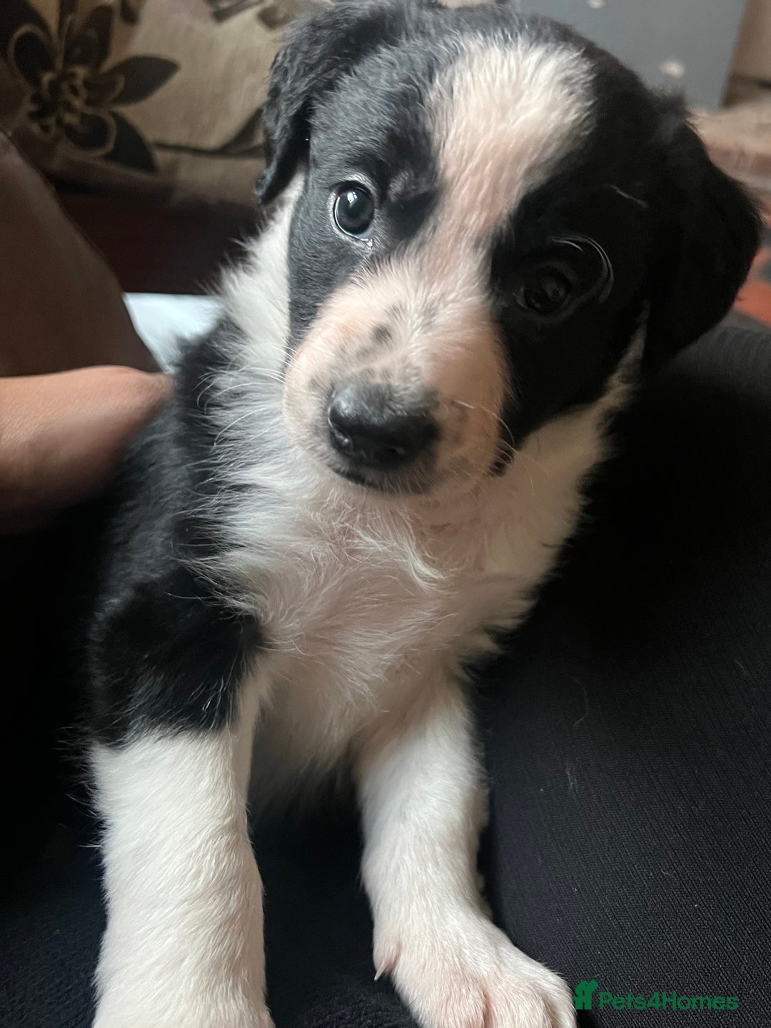 Border Collie dogs for sale: Sheepdog puppies - Advert 5