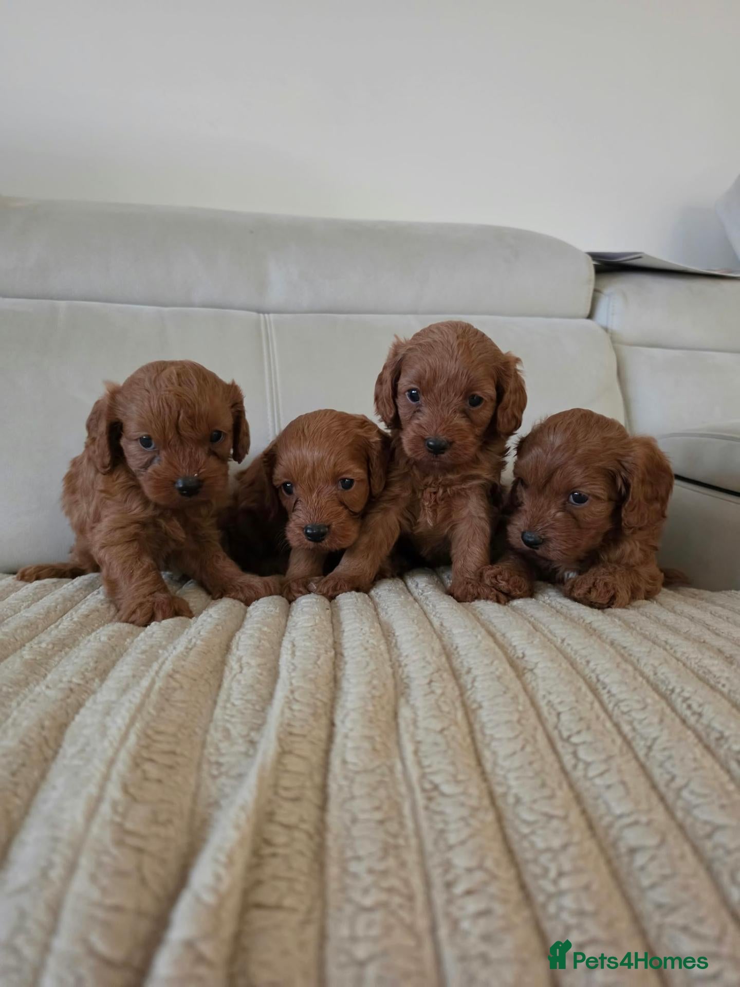 Cavapoo dogs Fox red cavapoo puppies - Advert 1