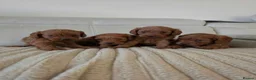 Cavapoo dogs for sale: Fox red cavapoo puppies - Advert 1