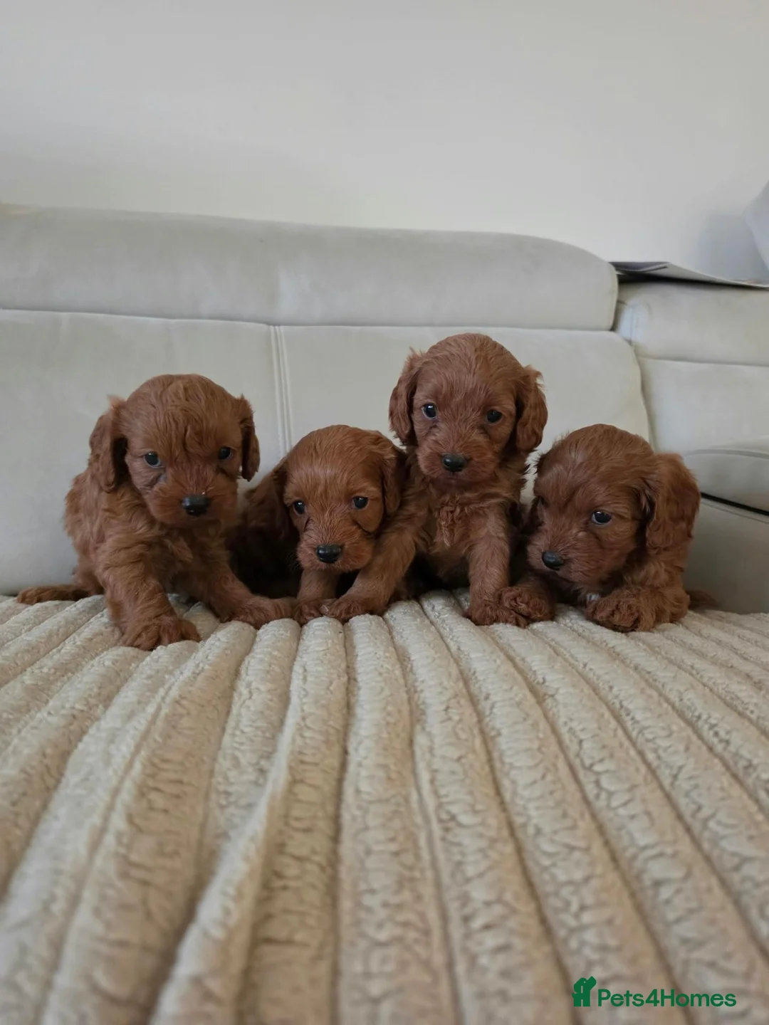 Cavapoo dogs for sale: Fox red cavapoo puppies - Advert 1