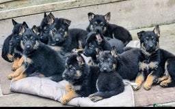 German Shepherd dogs for sale: Working German Shepherd puppies  - Image 3