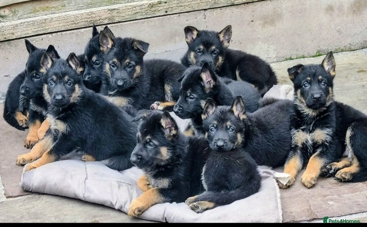 German Shepherd dogs - Advert 16