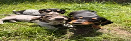 Dachshund dogs for sale: Two beautiful Isabela dachshund b in Rugby - Advert 5