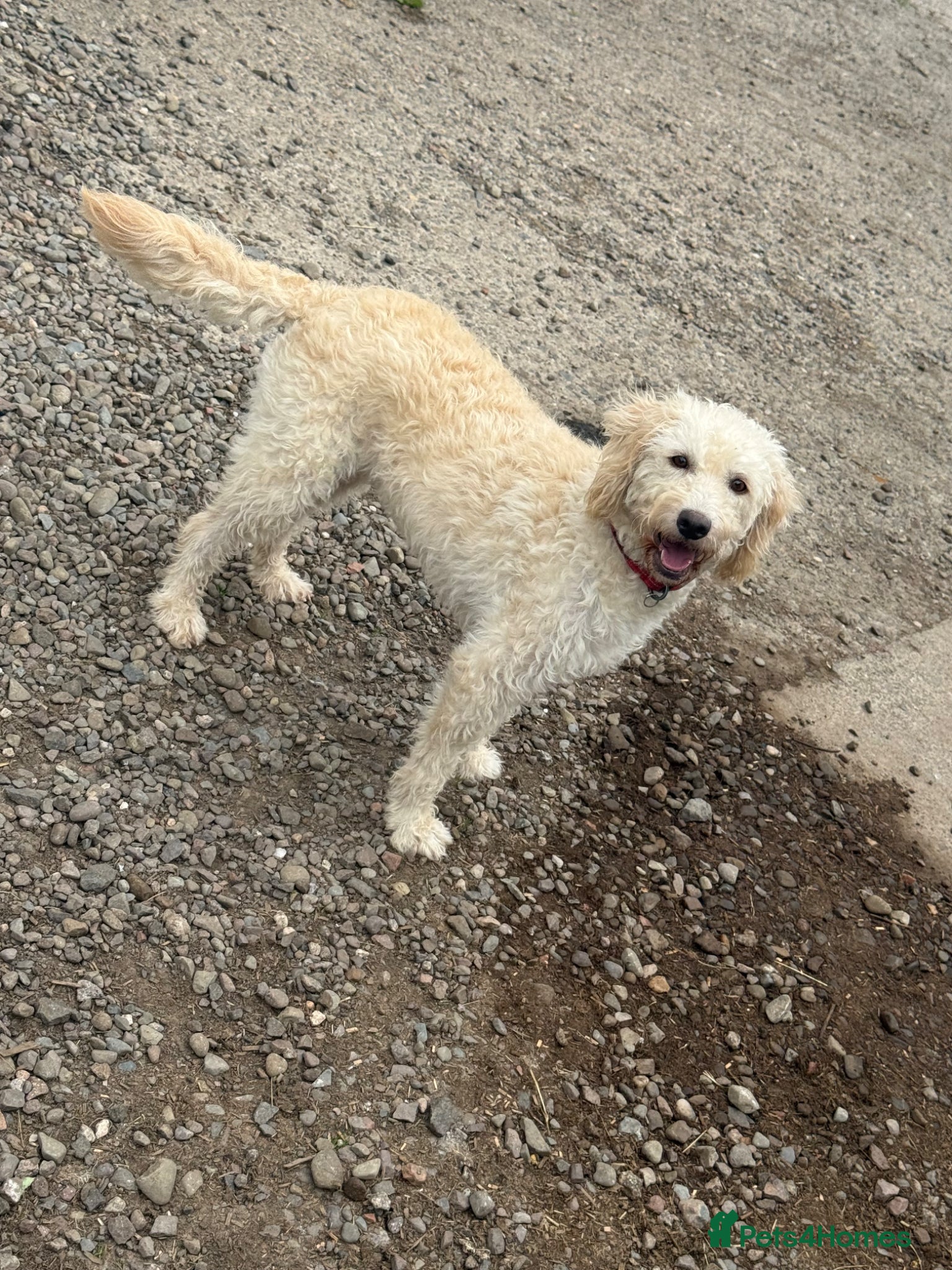 Labradoodle dogs for sale: F1 Female Merle Labradoodle - Advert 3