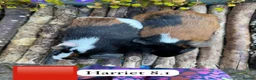 Guinea Pig rodents for sale: Gorgeous baby and young guinea pigs. Sheffield. - Advert 5