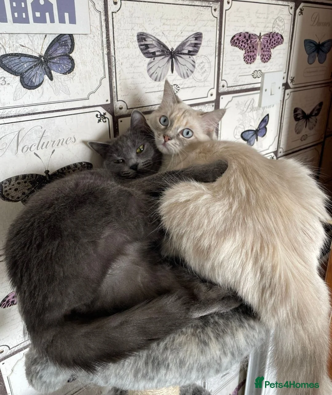 Mixed Breed cats for sale: Ragdoll X and Ragdoll X British Shorthair - Advert 2