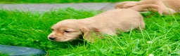 Cocker Spaniel dogs for sale: Gorgeous Golden Working Cocker Spaniels - Advert 5