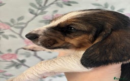 Basset Hound dogs for sale: Bassett hound puppies  - Advert 4